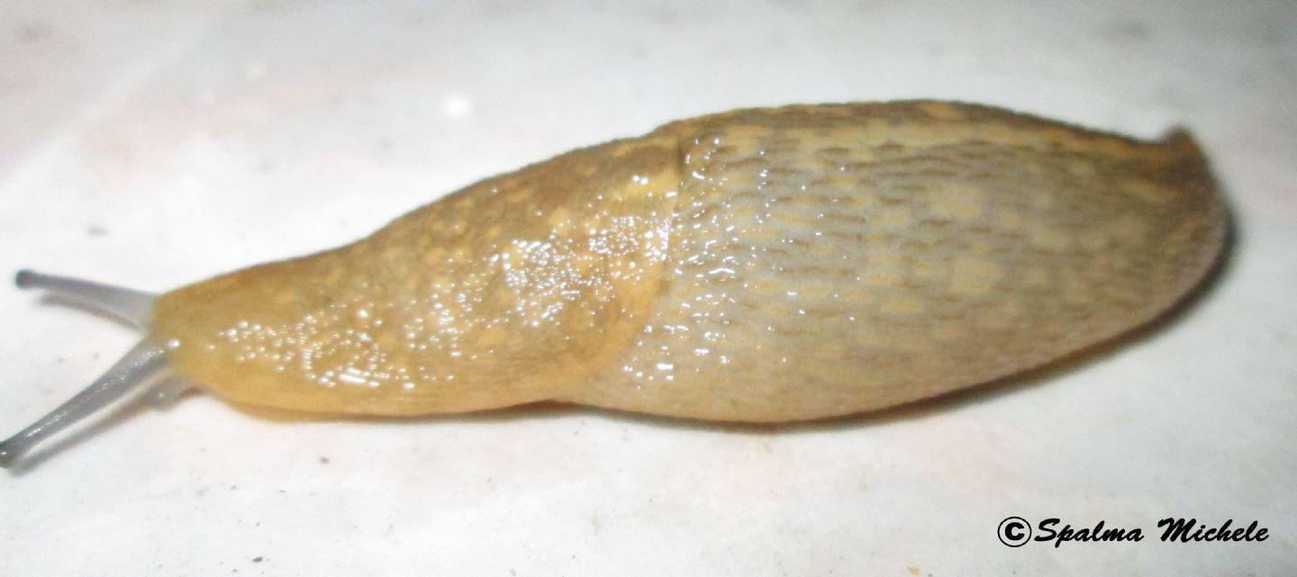 Limacus siciliano: L. flavus da Carini (PA)